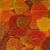 Fall-Leaves