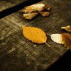 wood_leaves